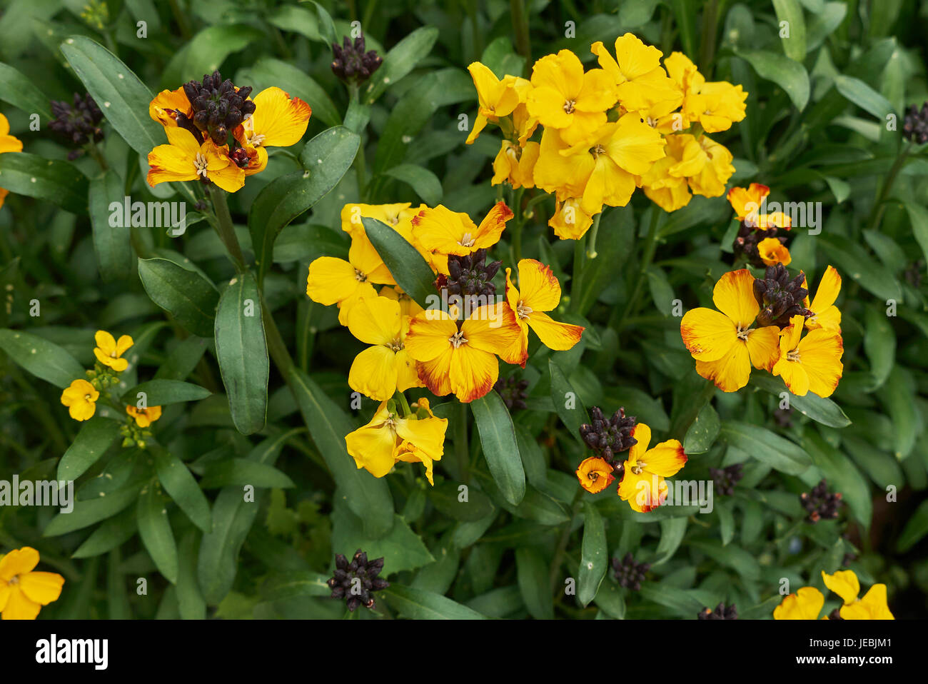 Erysimum cheiri Foto Stock
