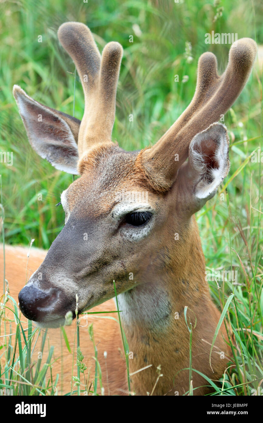 Un white-Tailed Deer, Odocoileus virginianus, buck con corna di velluto, Spazio Aziende lo Zoo e il Museo della Contea del Sussex, New Jersey, STATI UNITI D'AMERICA Foto Stock