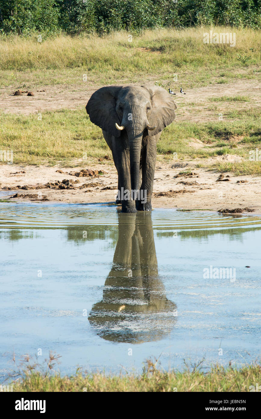 Un elefante solitario sta a Watering Hole, il Parco Nazionale di Hwange, Zimbabwe Foto Stock