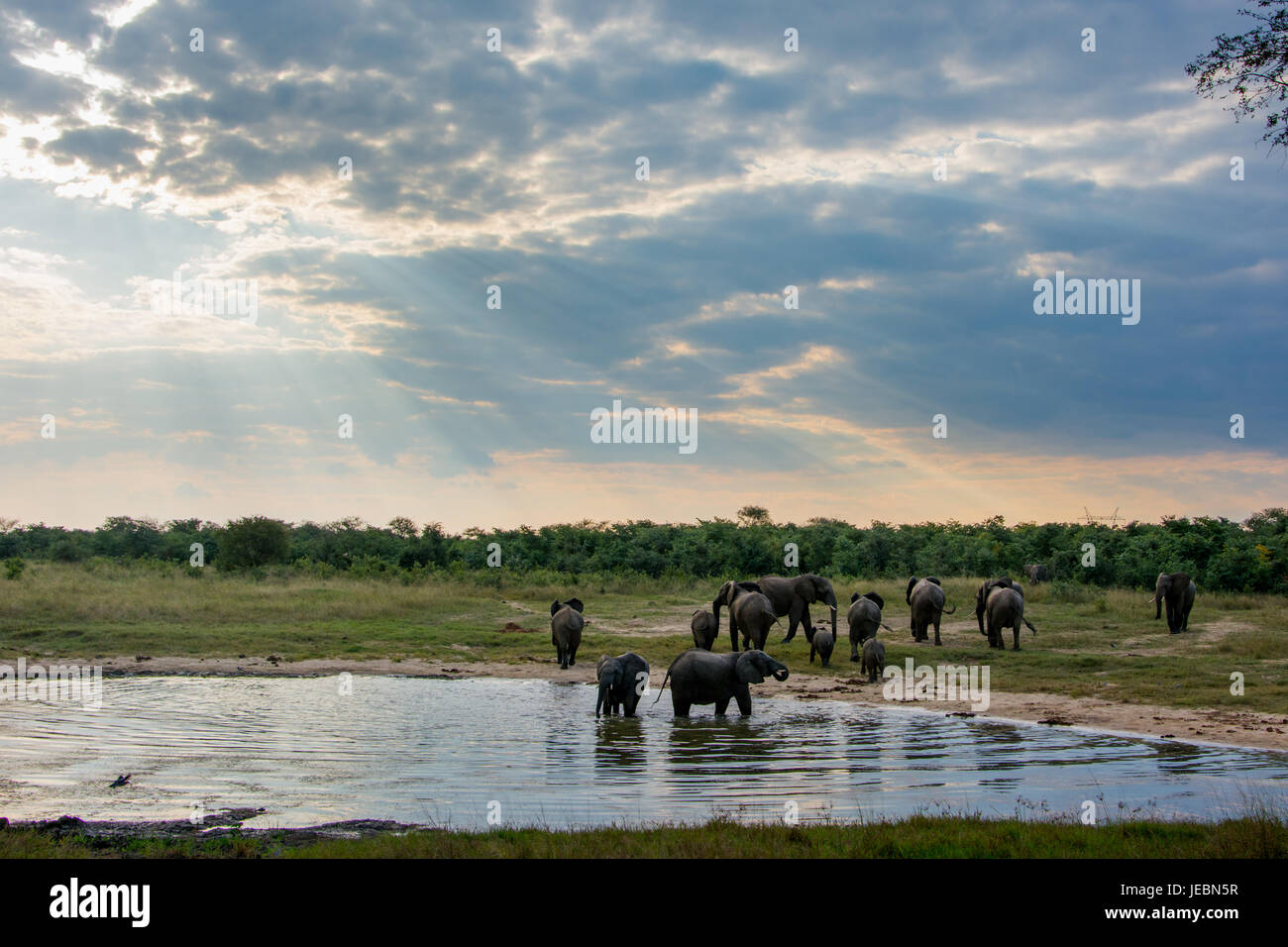 Gli elefanti in corrispondenza di un foro di irrigazione al tramonto nel Parco Nazionale di Hwange, Zimbabwe Foto Stock