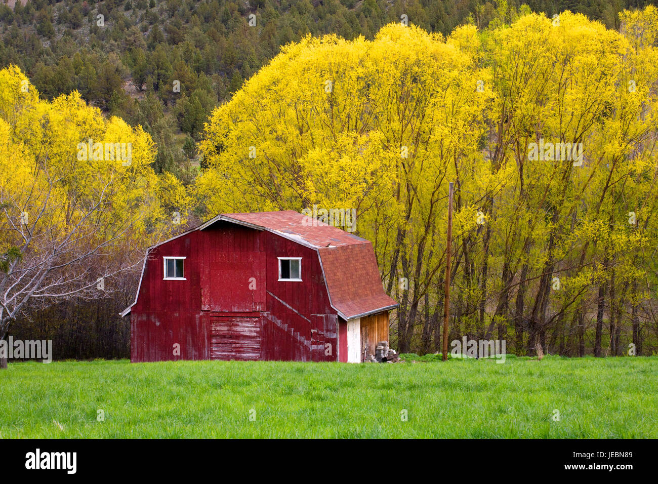Un vecchio granaio rosso contro gli alberi di salice che stanno appena iniziando a foglie in primavera. Foto Stock