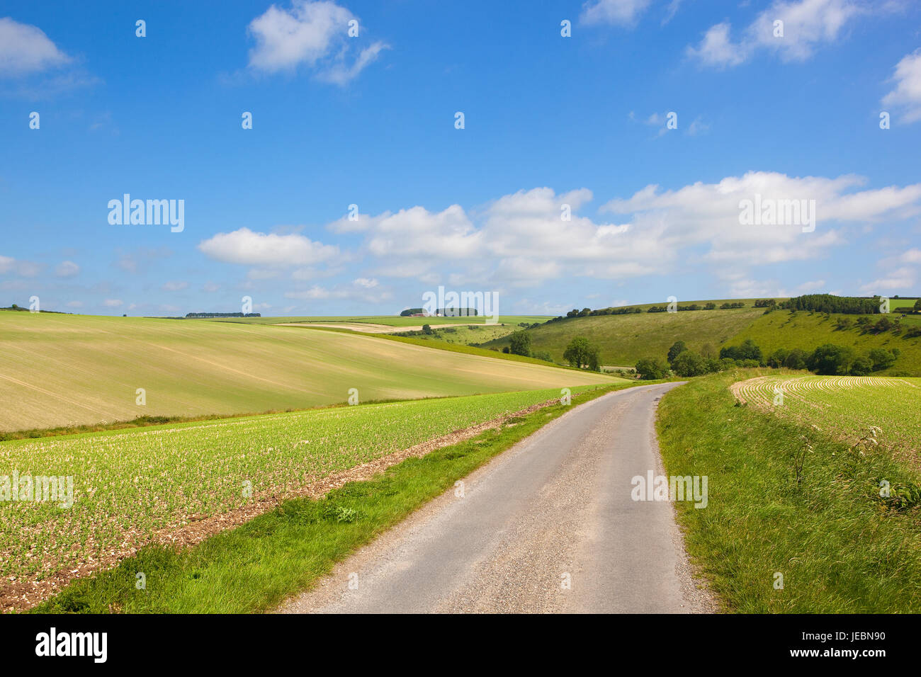 Un paese autostrada con estese coltivazioni di piselli sul terreno calcareo in scenic yorkshire wolds sotto un cielo blu in estate Foto Stock