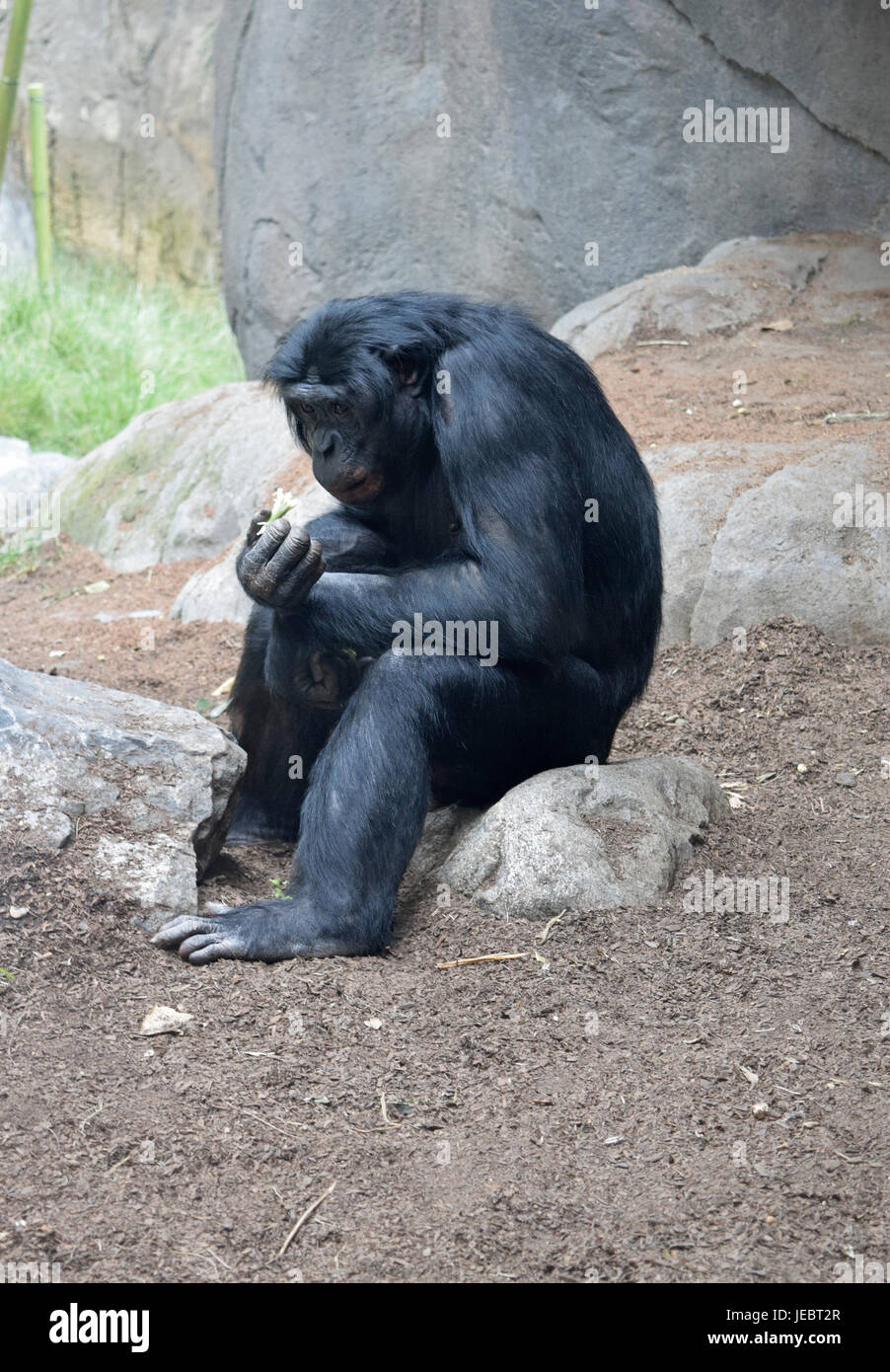 Gorilla nel pensiero profondo Foto Stock