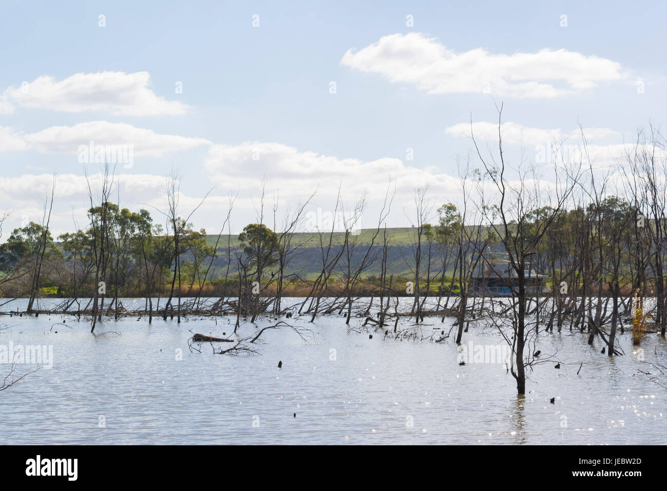 Gli alberi morti in mezzo al fiume Murray al giovane marito, Sud Australia, con una casa galleggiante spiata attraverso i rami. Foto Stock