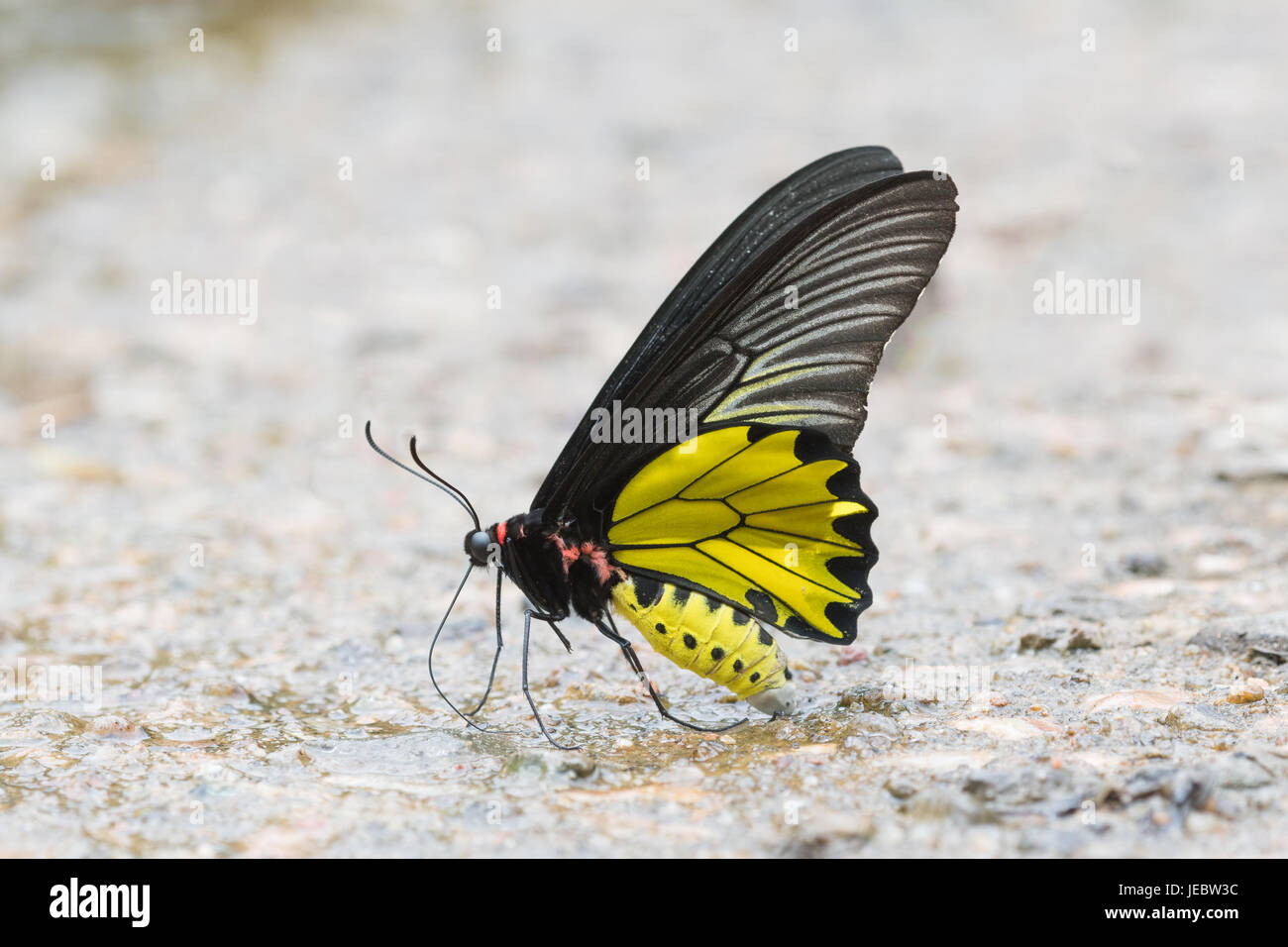 Troides aeacus, il golden birdwing, è una grande farfalla appartenente alla coda forcuta (Papilionidae) famiglia. Foto Stock