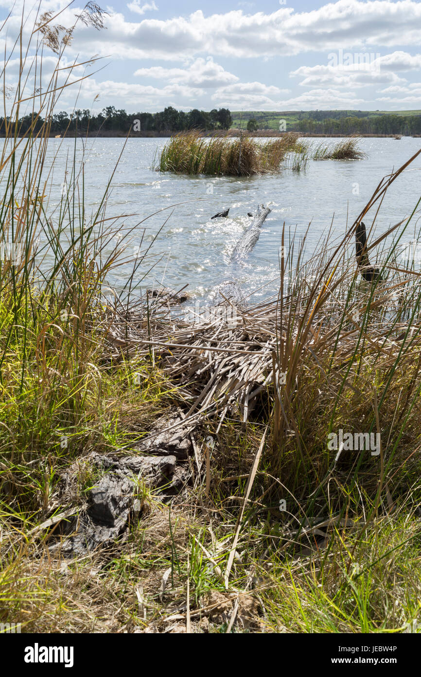Reed riempito le rive dei fiumi in e attorno al giovane marito, Murray River, a Sud Australia Foto Stock