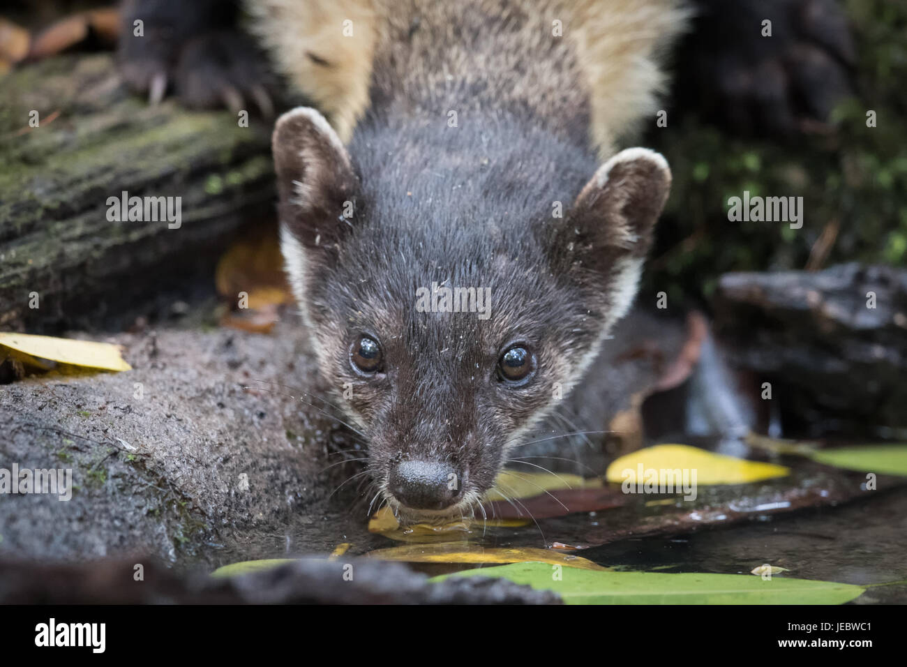 Il Giallo-throated martora è il più grande di martora nel Vecchio Mondo, con la coda che costituiscono più della metà della sua lunghezza. La sua pelliccia è vivacemente colorato, con Foto Stock