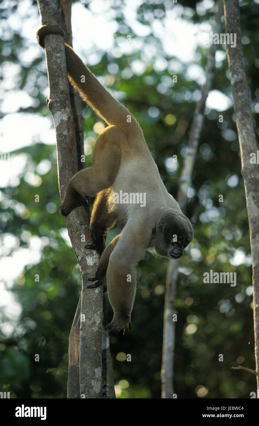 Colombiano di scimmia di lana su un albero, lagothricha Lagothrix lugens, Foto Stock