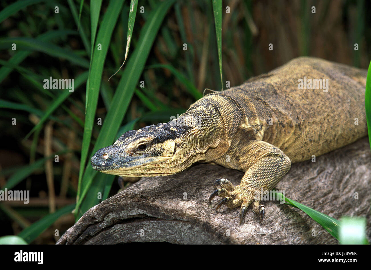 Goulds Waran su un albero, Varanus gouldii, Foto Stock