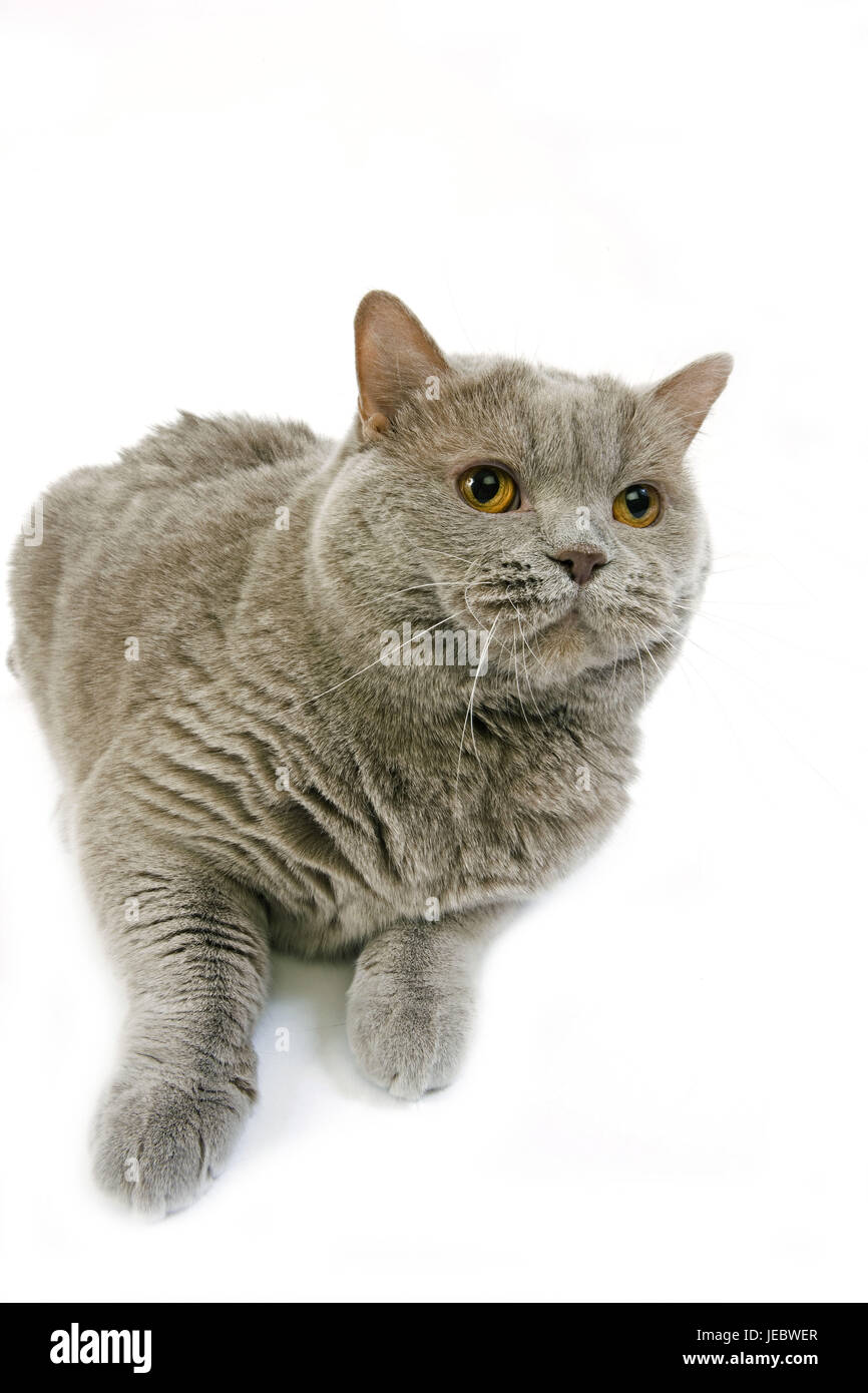 A British capelli corti cat, Foto Stock