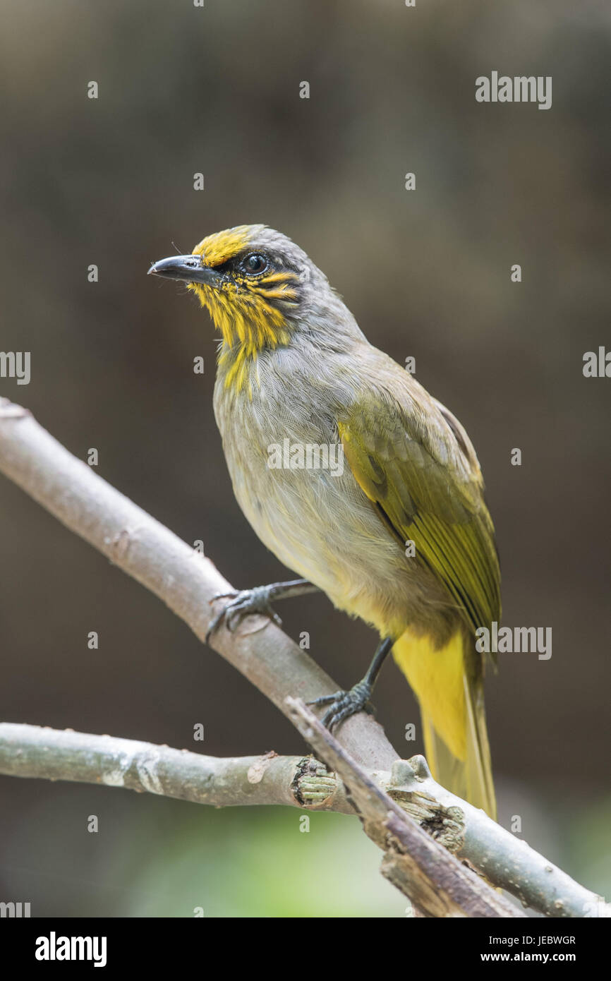 La striscia-throated bulbul (Pycnonotus finlaysoni) è una specie di Songbird nella famiglia Pycnonotidae. Si è trovato in Cambogia, Cina, Laos, Malaysia Foto Stock