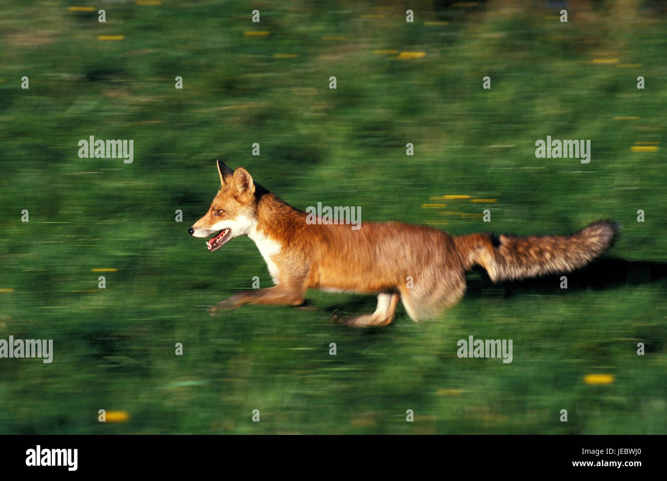 Red Fox, Vulpes vulpes, sarebbe il punto, esegui Foto Stock