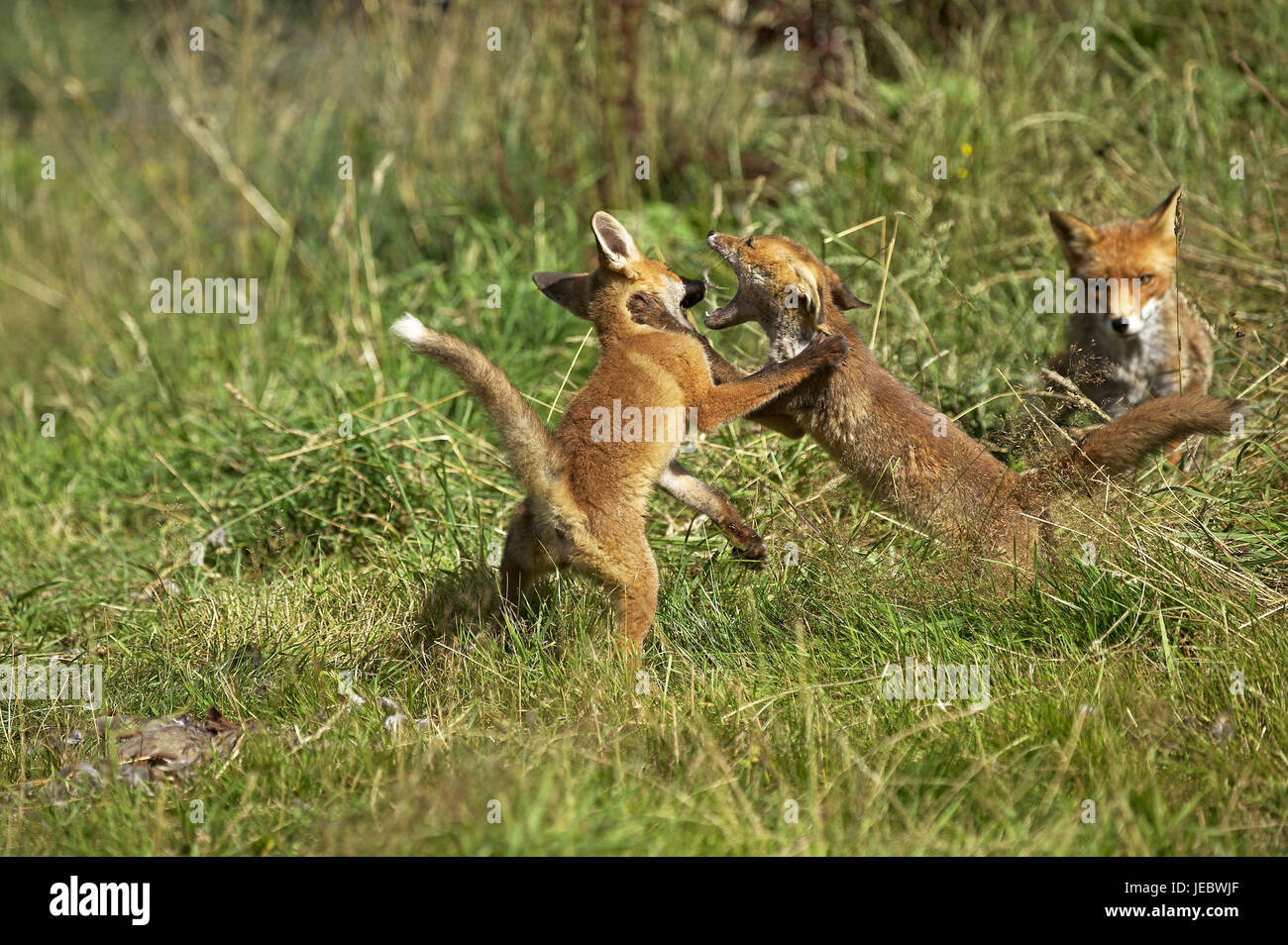 Due volpi rosse, Vulpes vulpes, animali giovani, lotta, Foto Stock