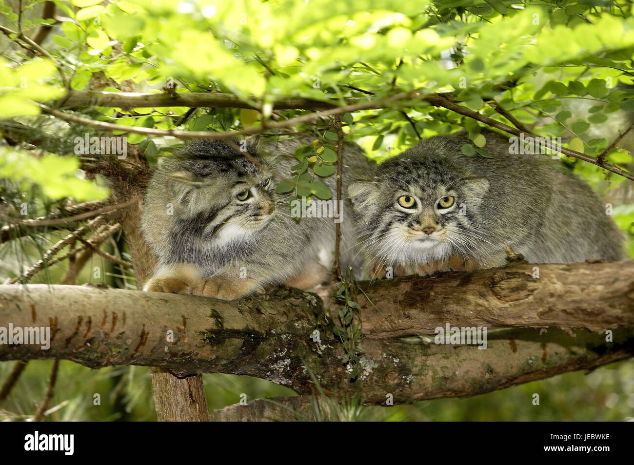 Due Pallaskatzen su un albero, Otocolobus manul, Foto Stock
