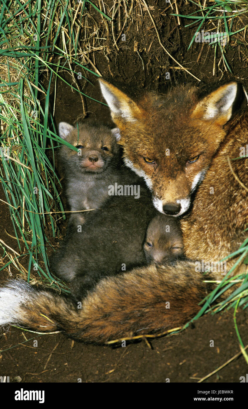 Red Fox imt ai giovani animali nella sua costruzione, Vulpes vulpes, Foto Stock