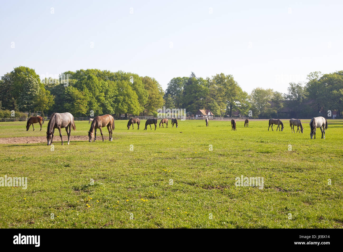 Germania, Bassa Sassonia, cerchio Diepholz, Ströhen, natura parco animale, cavalli, animali, pascoli, pascolare, piena di sangue-Arabergestüt, Animal Park, legno, scenario, alberi, Foto Stock