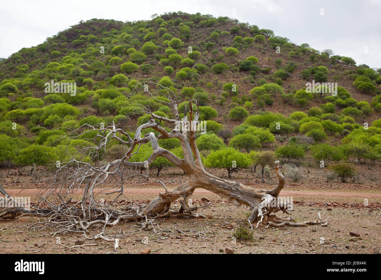 Africa, Namibia, regione di Kunene, Kaokoveld, scenario, Kaokoland, area di confine, Angola, hill, legno, alberi, verde, stagione primavera, albero, vecchio, letale, vita, morte, icona, Africa del sud-ovest, Foto Stock