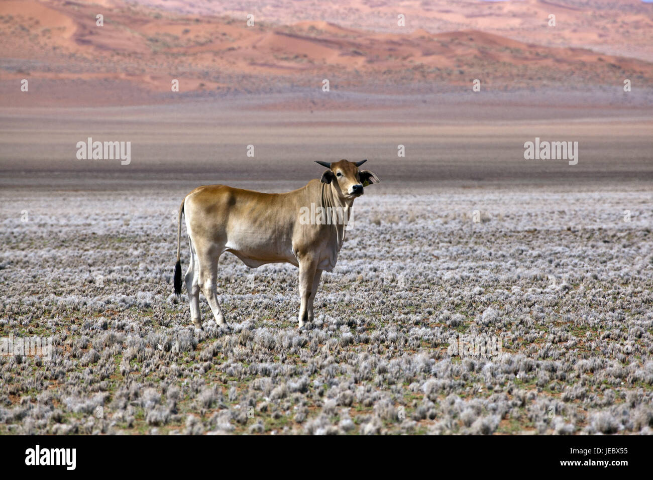 Africa Africa del sud-ovest, Namibia, Namib Naukluft Park, deserto cortex, Namib Naukluft Park, sabbia, dune di sabbia, crescita, bundle di erba, la corteccia, animale, secco, asciutto, lotta di sopravvivenza, economia agricola, scarso, metà deserto, dune, pista 707, Namib Naukluft Park, Foto Stock