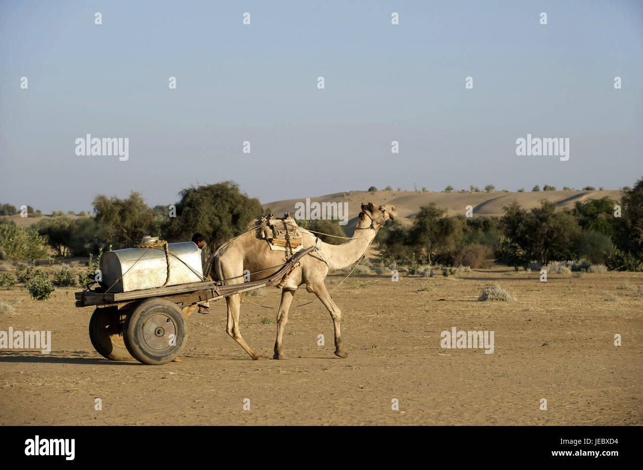 India Rajasthan, regione di Jaisalmer, villaggio Khuri, carrelli del cammello e donne in background, Foto Stock