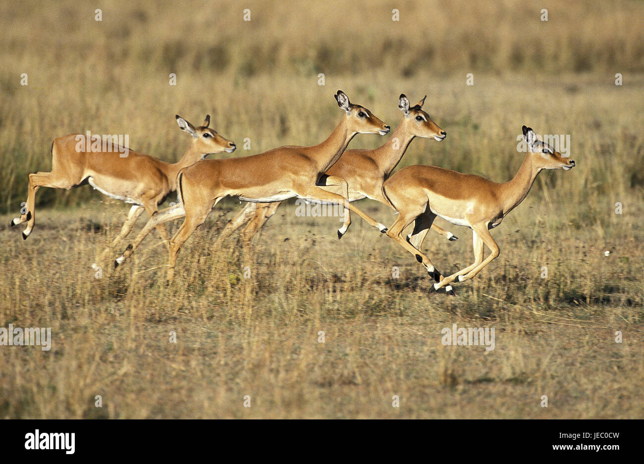 Impala, Aepyceros melampus, anche nero tacco antilopi, femmina, eseguire Masai Mara Park, Kenya, Foto Stock