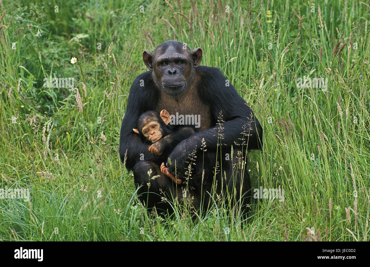 Scimpanzé comune, Pan troglodytes, femmine, giovane animale, trasportare, Foto Stock