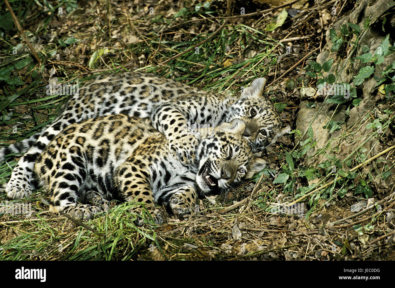 Jaguar, Panthera onca, giovane animale, play, Foto Stock