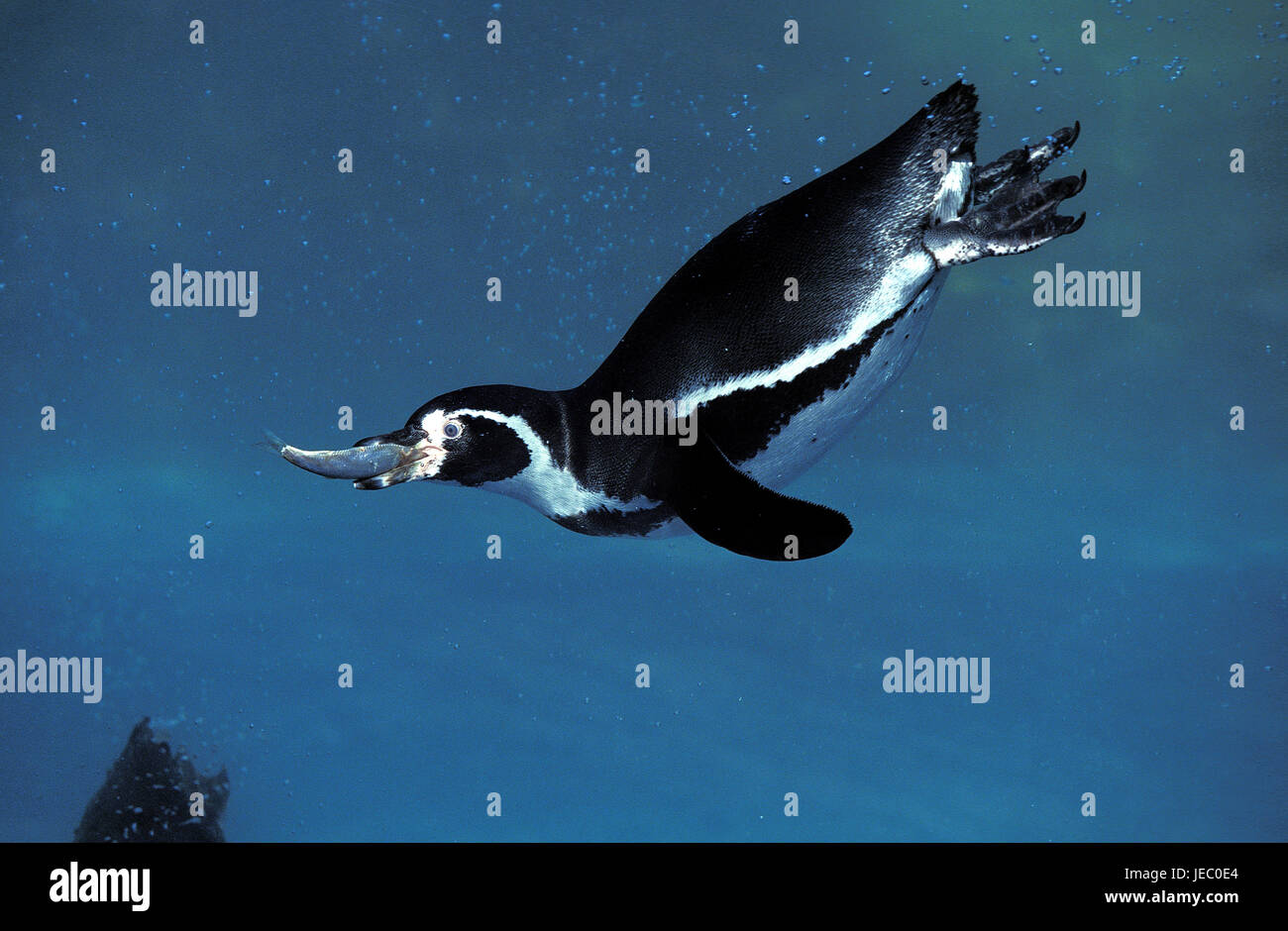 Humboldt's penguin, Spheniscus Humboldti, anche della Humboldt penguin, animale adulto, pesca, pesce nel becco, Foto Stock