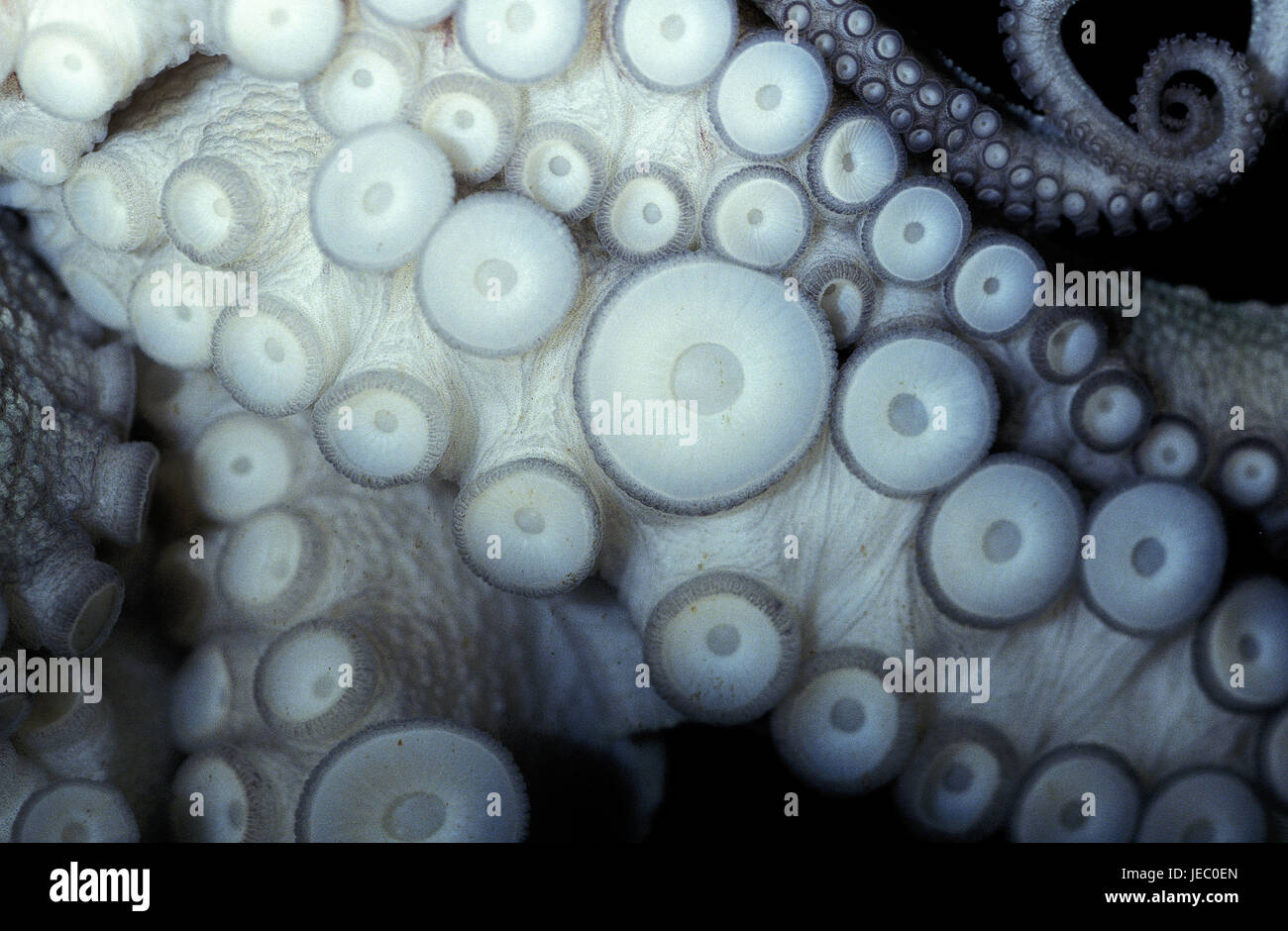 Oktopus, di tentacoli, medie di close-up, Foto Stock