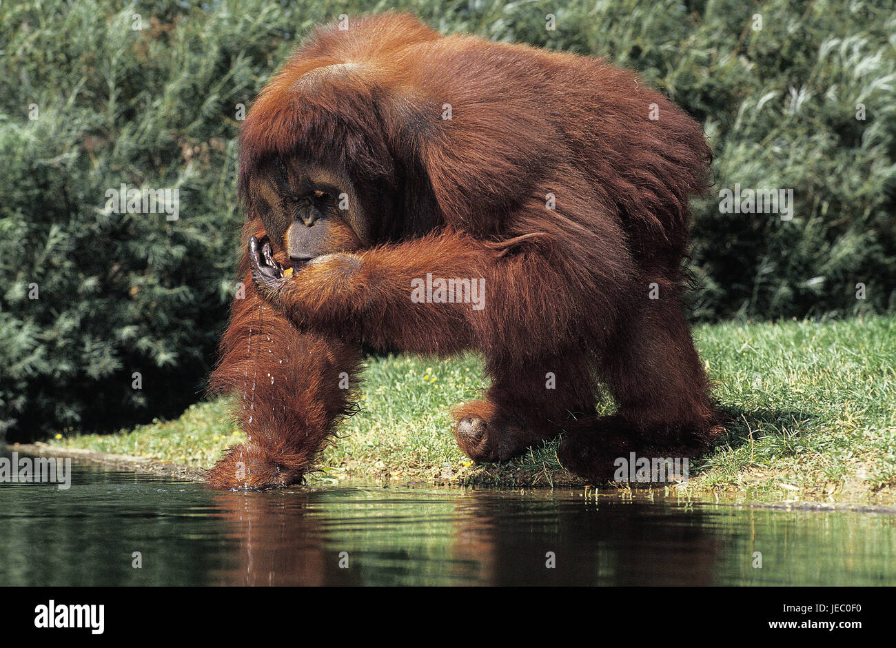 Borneo orango, pongo pygmaeus, animale adulto, bere acqua, Foto Stock