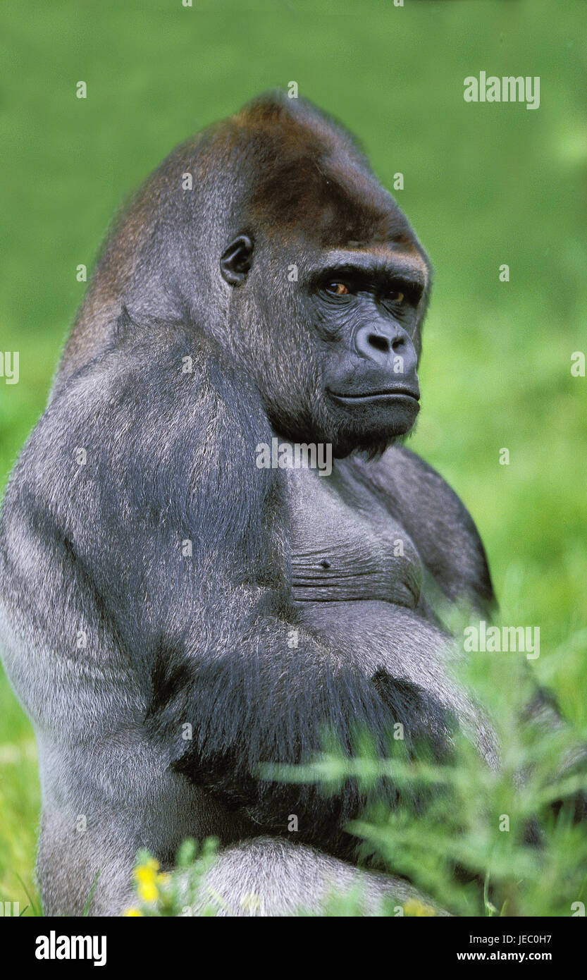 Pianura orientale gorilla gorilla gorilla graueri, argento dorsi, piccoli uomini, Foto Stock