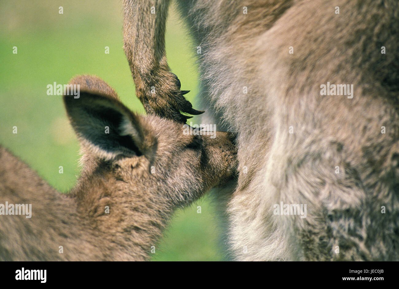 Grigio, Riesenkänguru Macropus giganteus, femmine, giovane animale, infermiere, Australia Foto Stock