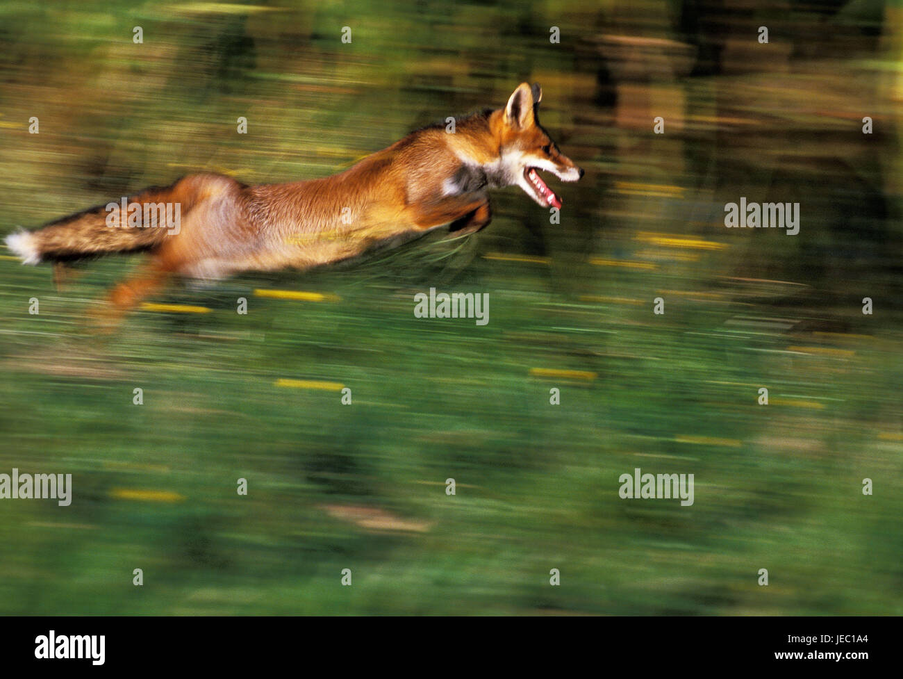 Red Fox in motion, Vulpes vulpes, Foto Stock