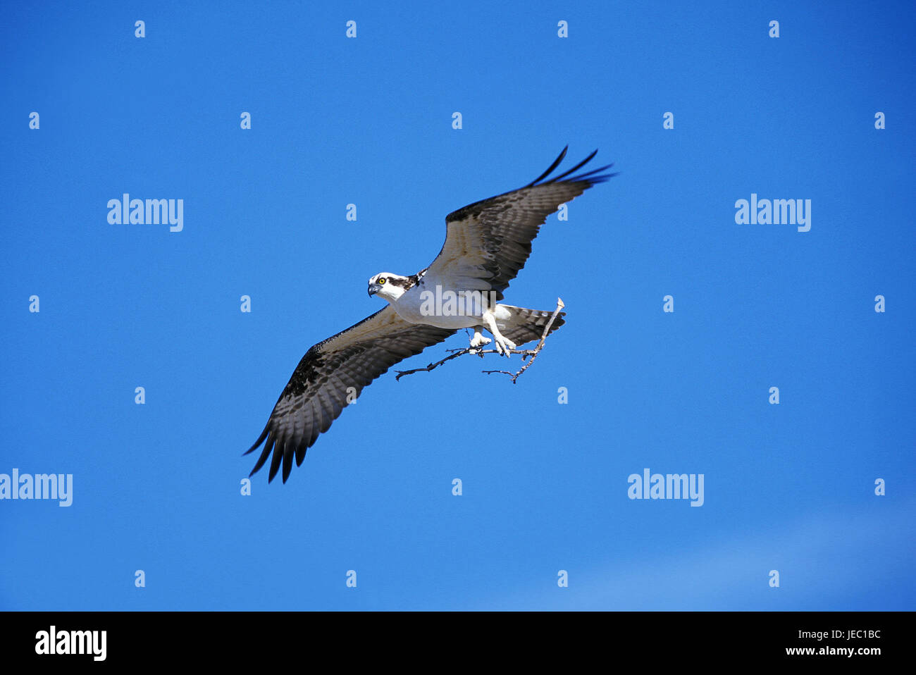 Osprey nel volo, Pandion haliaetus, Foto Stock