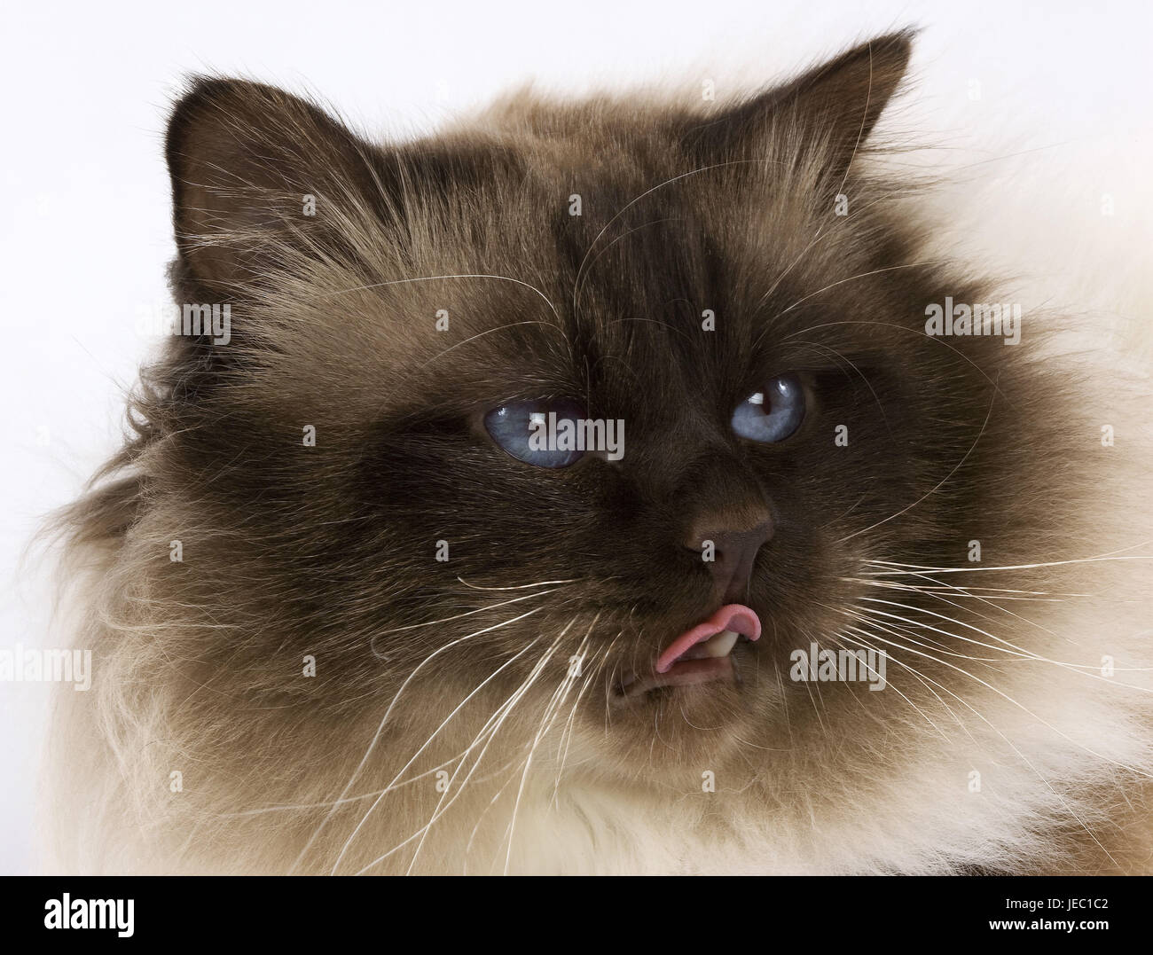 La Birmania gatto, vicino, Foto Stock