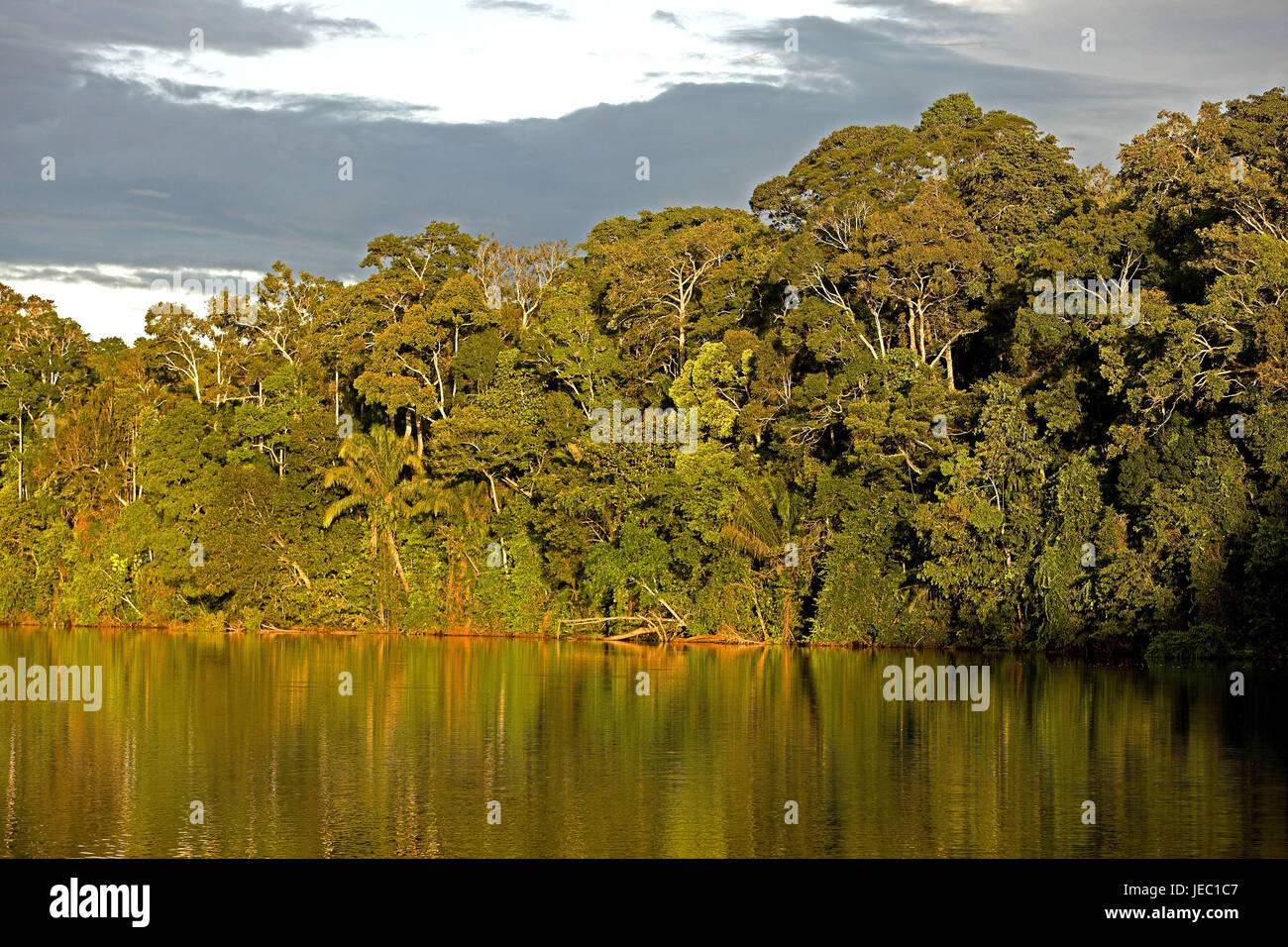 Il Perù, Manu Nationalpark, foresta pluviale, Foto Stock