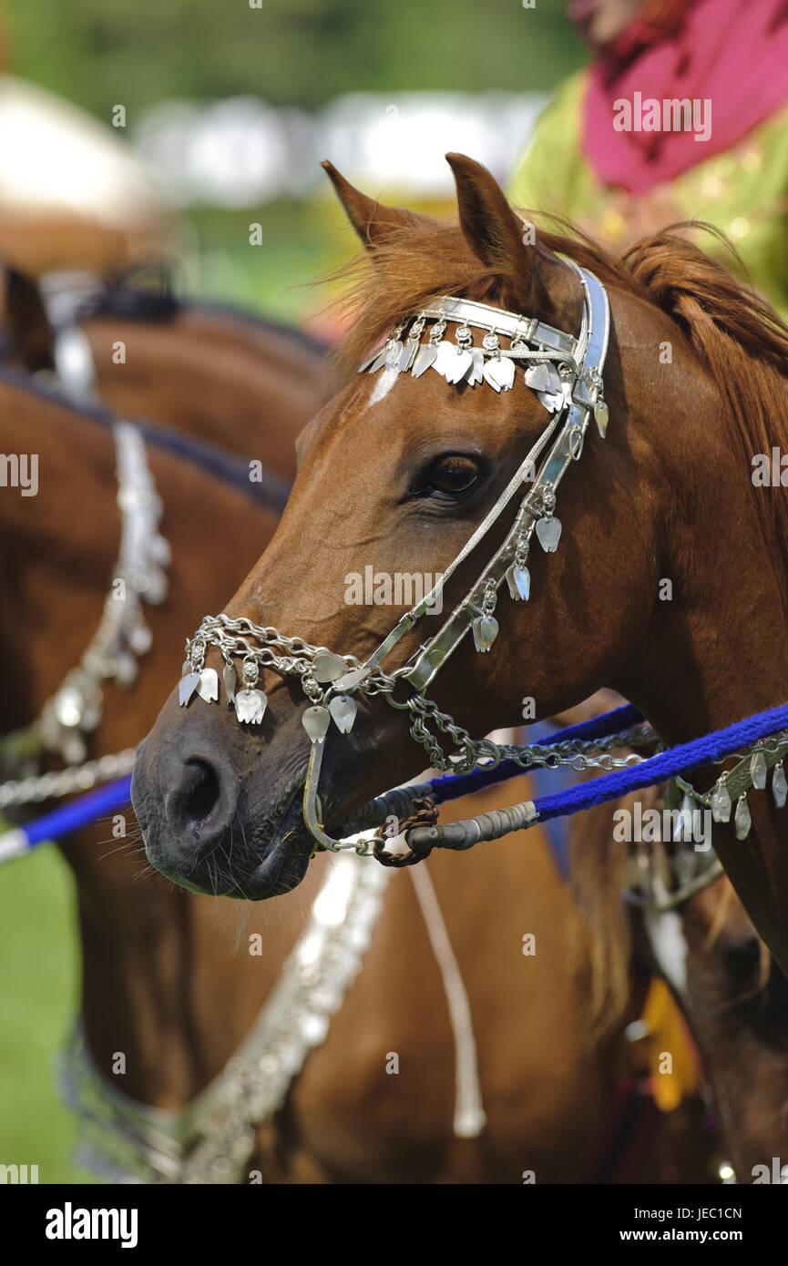 Ritratto di un cavallo arabo, con gioielli nella briglia roba, Trense di  argento, il cavallo sente al "Royal Cavalleria di Oman' durante una mostra  sul caso "cavallo International 2011" a Monaco di