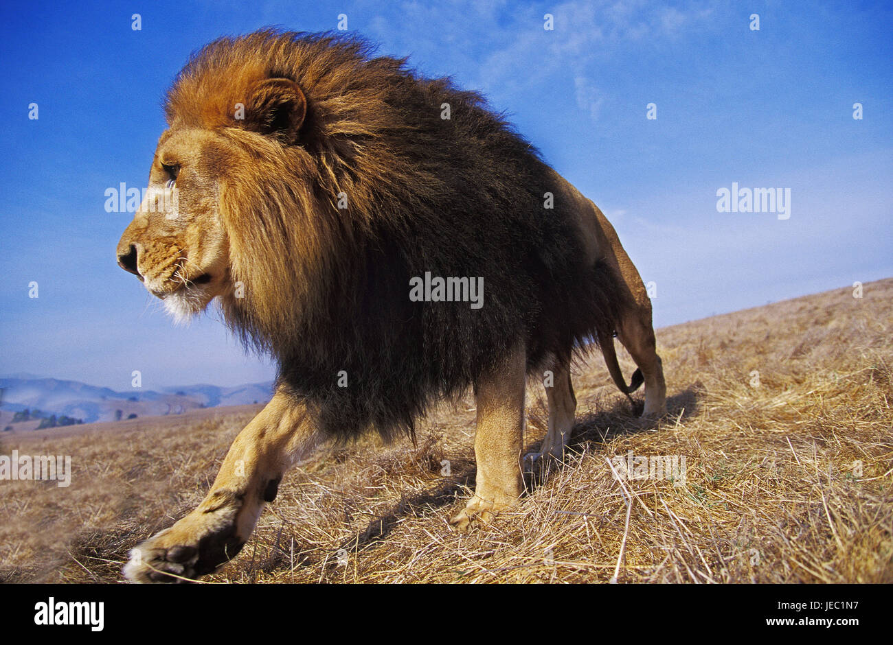 Leone maschio si allontana dal suo distretto, Panthera leo, Foto Stock