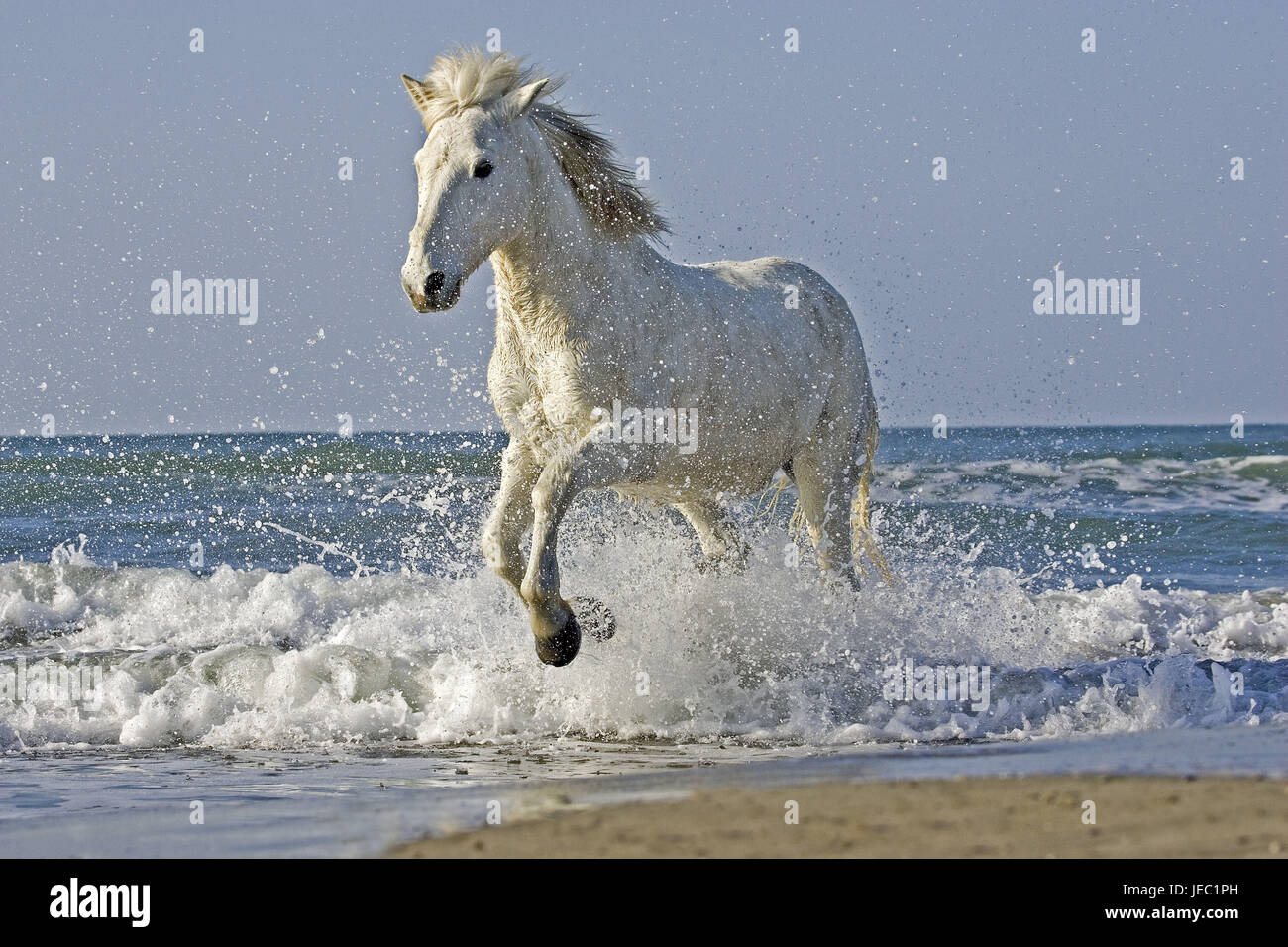 Camargue a cavallo sulla spiaggia, Foto Stock