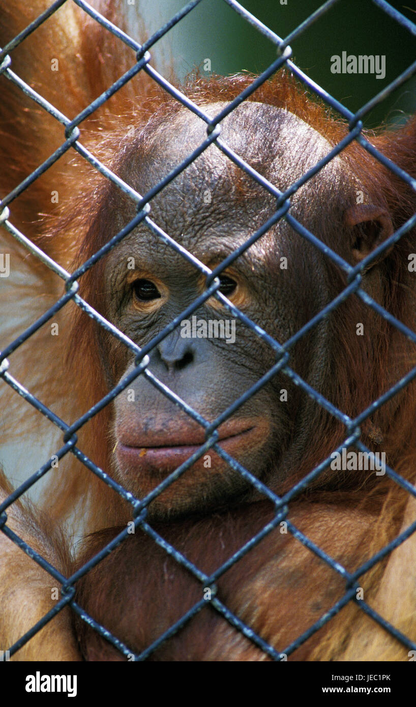 Borneo orango, pongo pygmaeus, la gabbia della scheda, griglia, zoo, Foto Stock