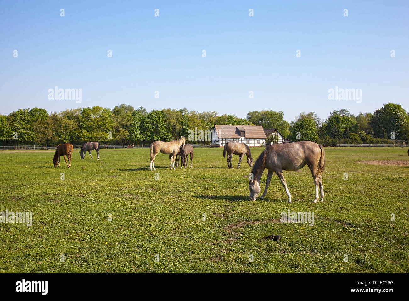 Germania, Bassa Sassonia, cerchio Diepholz, Ströhen, natura parco animale, cavalli, animali, pascoli, pascolare, piena di sangue-Arabergestüt, Animal Park, edificio, casa, stile architettonico, a struttura mista in legno e muratura, legno, scenario, Foto Stock