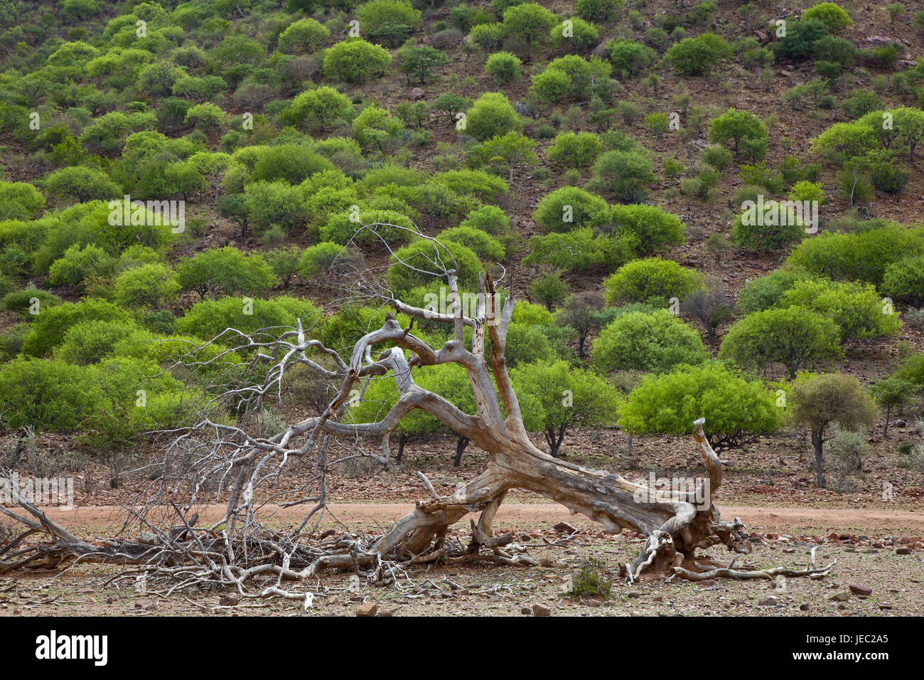 Africa, Namibia, Kuneneregion, Kaokoveld, scenario, Kaokoland, area di confine, Angola, hill, legno, alberi, verde, stagione primavera, albero, vecchio, letale, vita, morte, icona, Africa del sud-ovest, Foto Stock