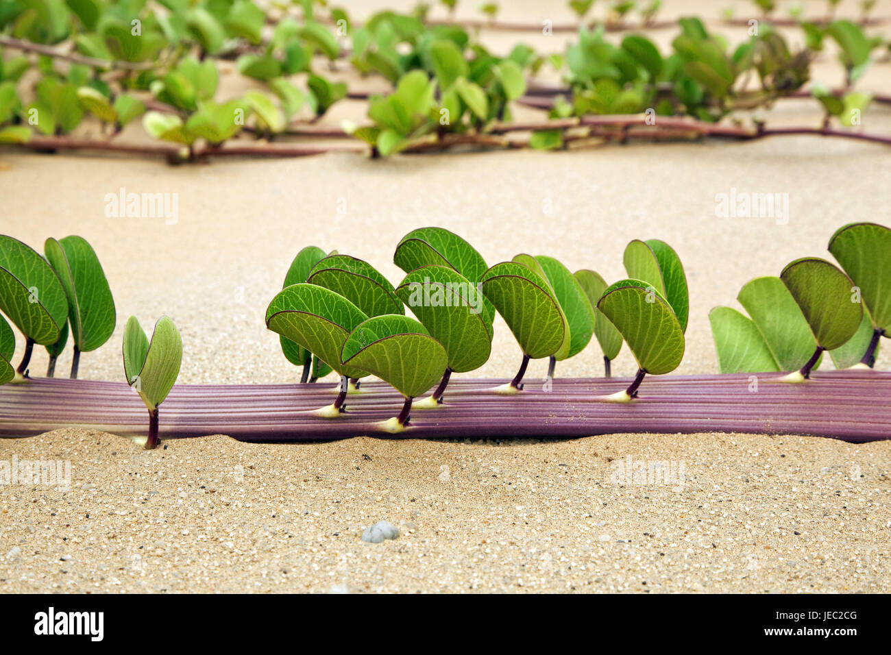 Africa, Namibia, Namib Desert, con pesci di balena, dune, crescita, medium close-up, dune 7, deserto, sabbia, erosione erosione di vento, crescita, piante, verde, pavimento viticci, colline di sabbia, colline, Foto Stock