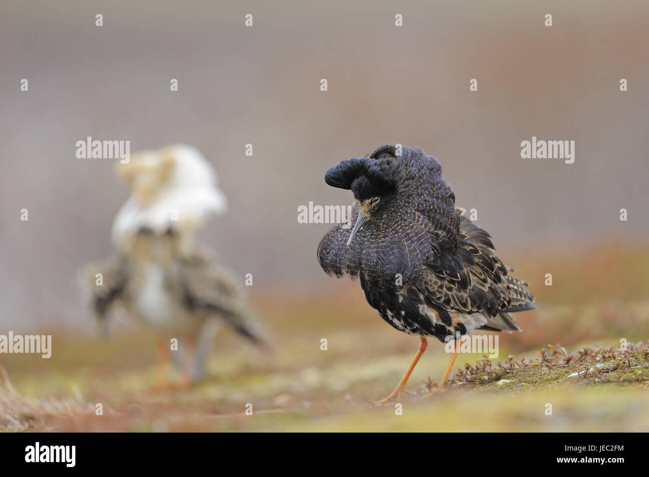 Lotta runner, corteggiamento square, penisola Varanger, Norvegia, corteggiamento, penisola Varanger, animali animali selvatici, uccelli, splendore abito, piccolo uomo, Limikole, Schnepfenvogel, arena di corteggiamento, Geschlechtsdimorphismus, medium close-up, gioielli piume, Foto Stock