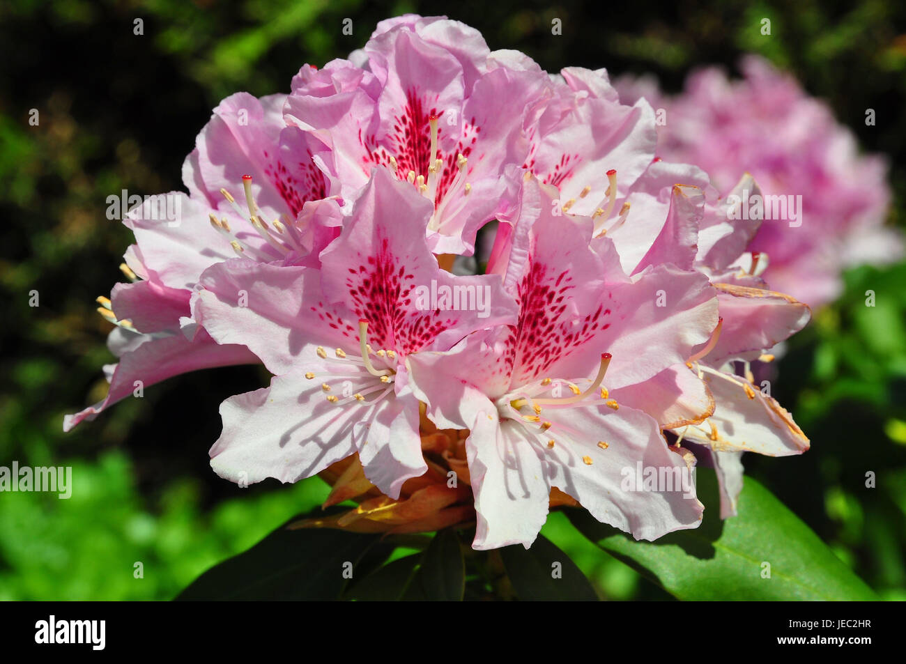 La botanica, rododendro, fioriture, quelli rosa, Foto Stock