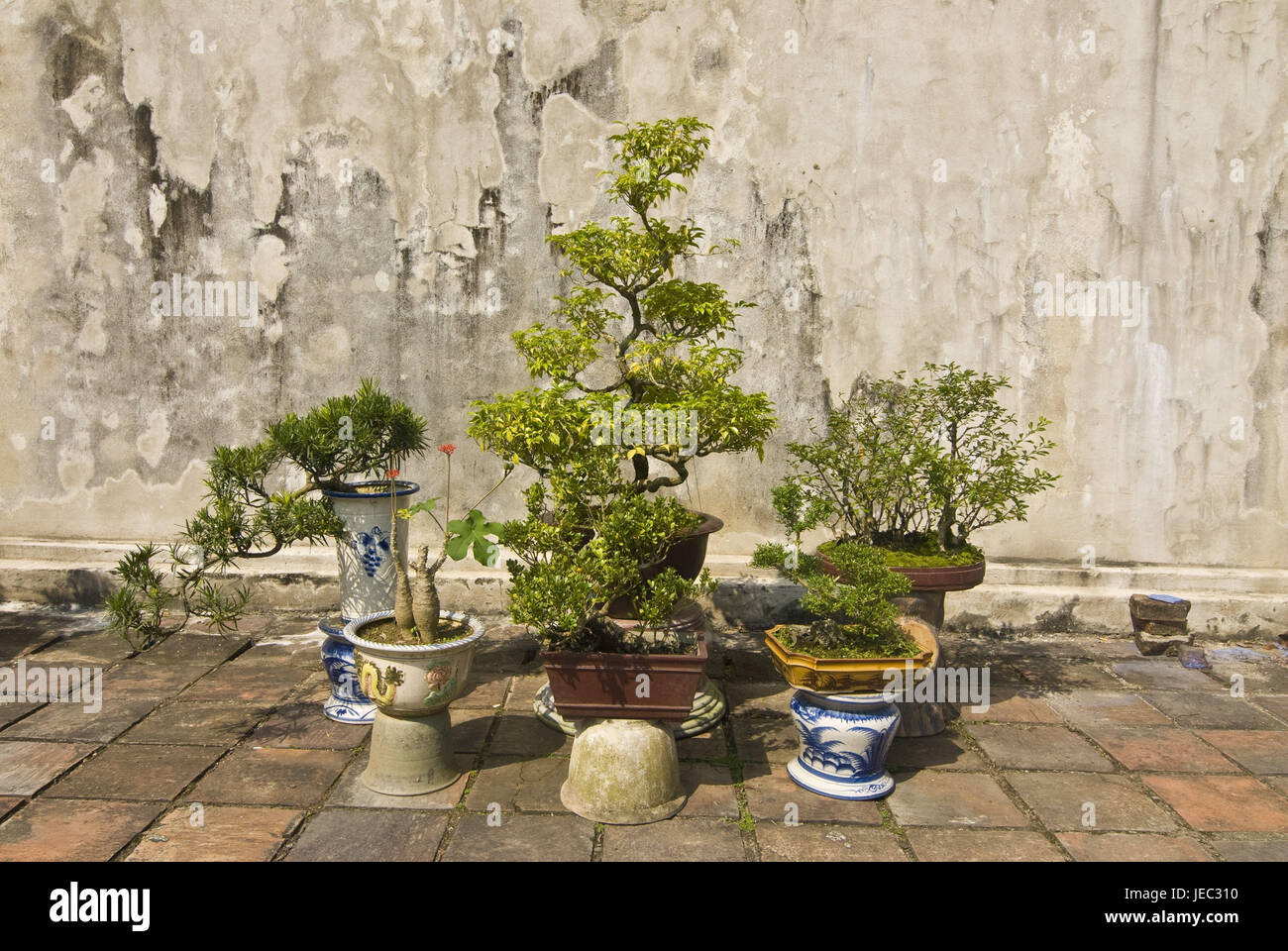 Alberi di Bonsai prima di un tempio, Gee, Vietnam, Foto Stock