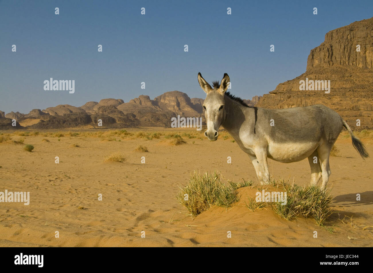 Asino nel deserto di Tasset, Algeria, Africa Foto Stock