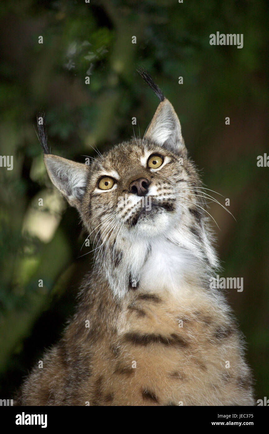 Lince europea, Felis lynx, Foto Stock