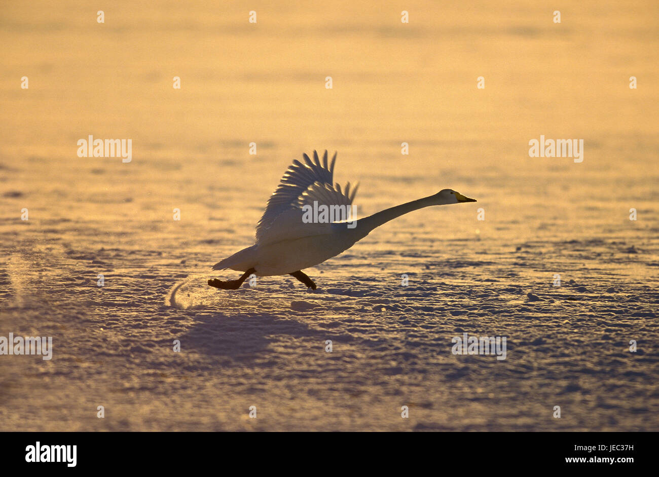 Swan Song, Cygnus cygnus, Hokkaido, Giappone, Foto Stock