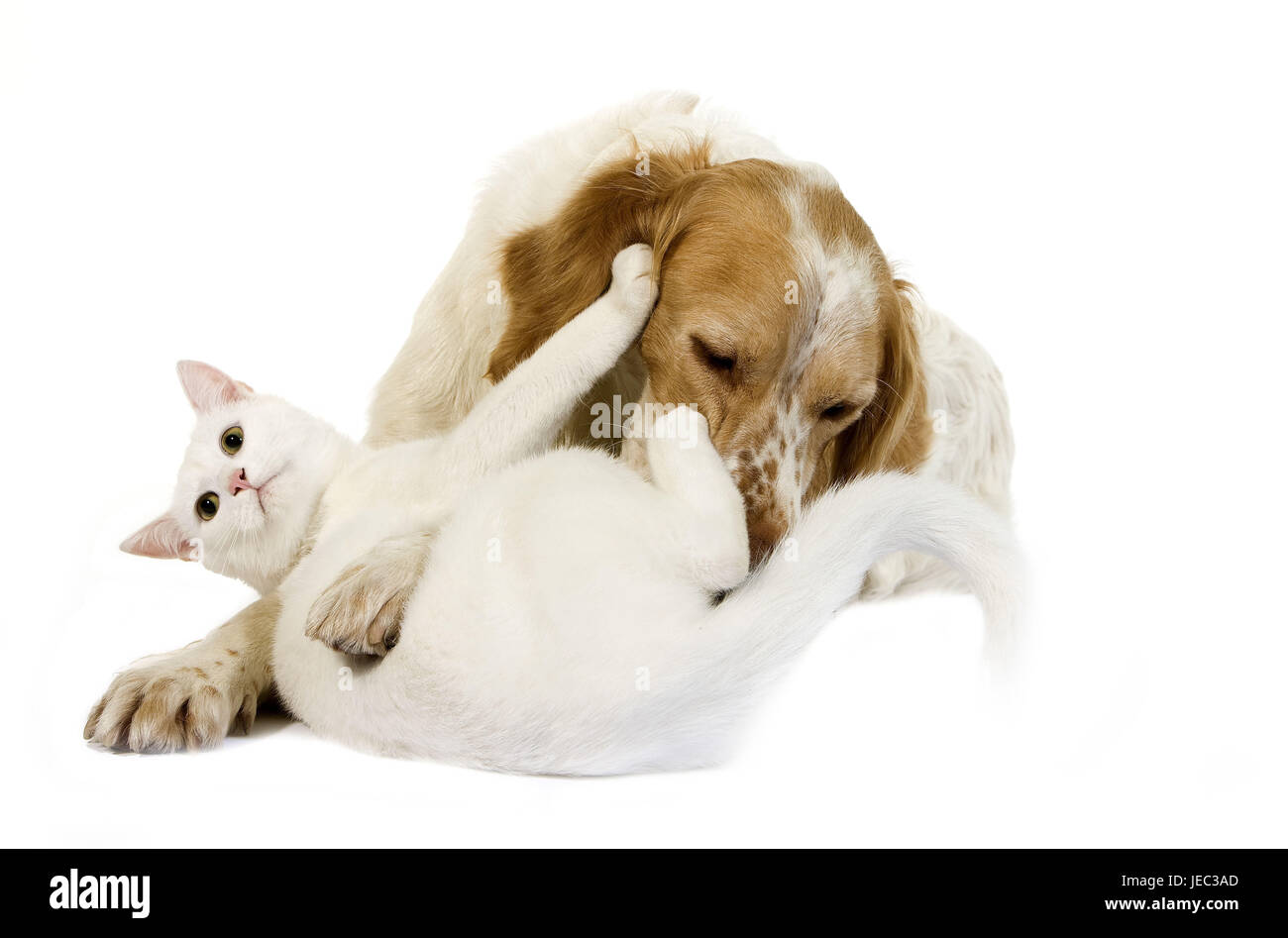 Spaniel francese gioca con gatto, Foto Stock