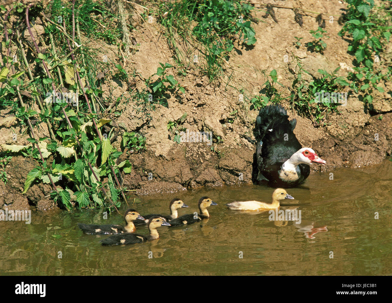 Musk duck, Cairina moschata, femmina con i ragazzi, Foto Stock